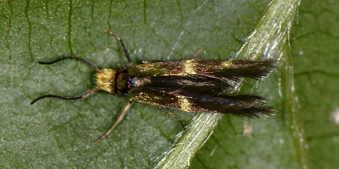 Piccolina da id.